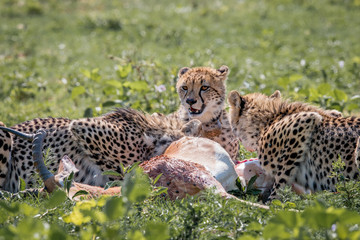 Cheetah feeding on an Impala kill.
