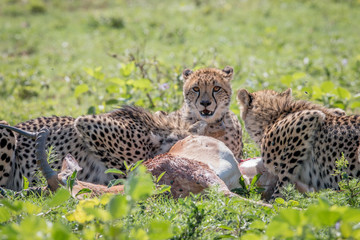 Cheetah feeding on an Impala kill.