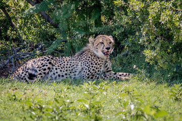 A Cheetah laying in the grass.
