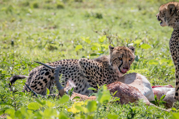 Cheetah feeding on an Impala kill.