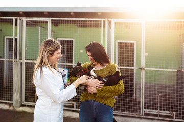 Veterinarians at animal shelter checking health of dogs.
