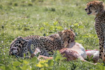 Cheetah feeding on an Impala kill.