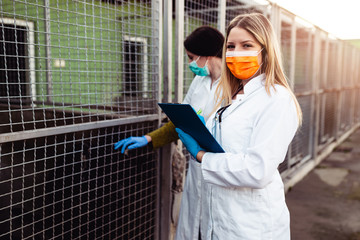 Veterinarians at animal shelter checking health of dogs.