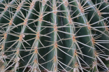 close up of cactus