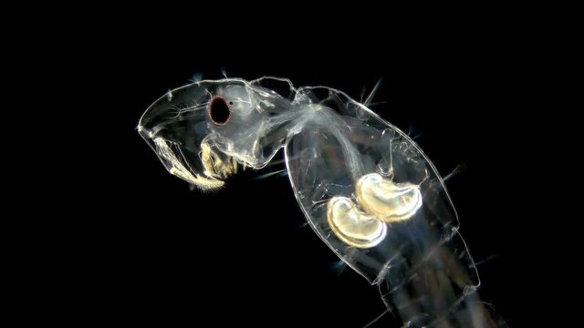 Chaoborus or Corethra is a mosquito insect larva used to feed fish