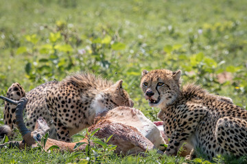 Cheetah feeding on an Impala kill.