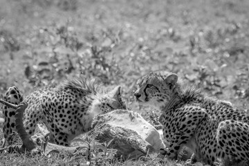Cheetah feeding on an Impala kill.