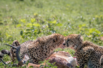 Cheetah feeding on an Impala kill.