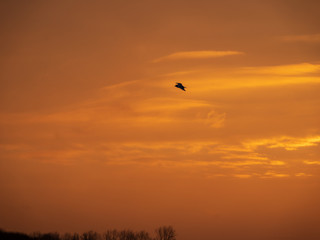 birds flying in the sky at sunrise