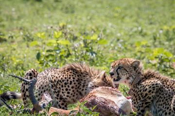 Cheetah feeding on an Impala kill.