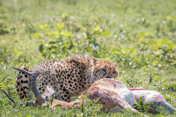 Cheetah feeding on an Impala kill.