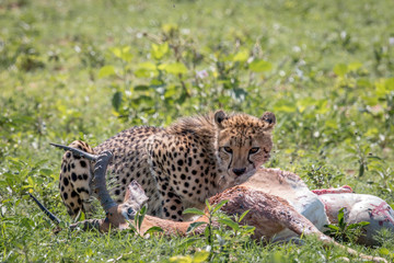 Cheetah feeding on an Impala kill.