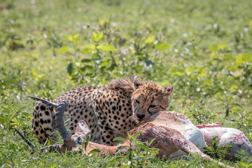 Cheetah feeding on an Impala kill.