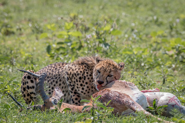 Cheetah feeding on an Impala kill.