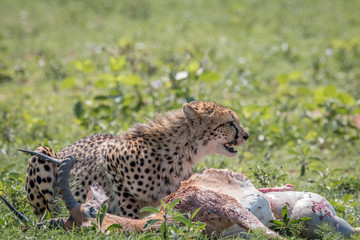 Naklejka na ściany i meble Cheetah feeding on an Impala kill.