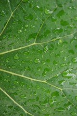 green leaf with water drops