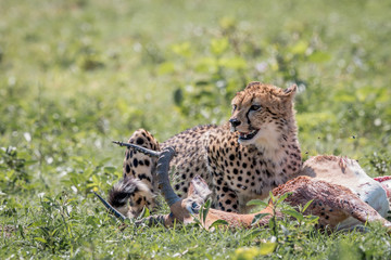 Cheetah feeding on an Impala kill.