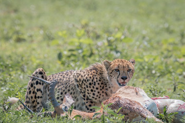 Cheetah feeding on an Impala kill.