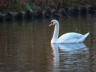 swan on lake