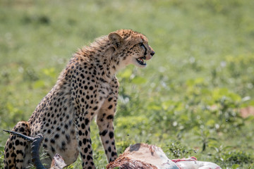 Cheetah feeding on an Impala kill.