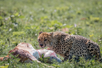 Cheetah feeding on an Impala kill.