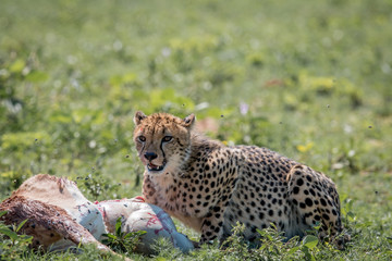 Cheetah feeding on an Impala kill.