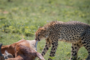 Cheetah feeding on an Impala kill.
