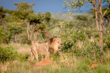 Big male Lion walking in the bush.