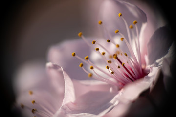 Beautiful close up flowers prunus cerasifera nigra
