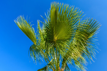 Green sabal palm tree against the blue sky