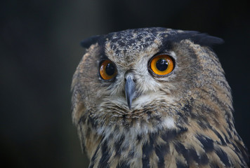 portrait of an owl;