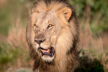 Big male Lion walking towards the camera.