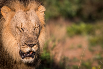 Big male Lion closing his eyes for the picture.