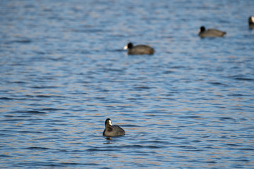 ducks in the water