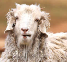 portrait of a funny sheep;