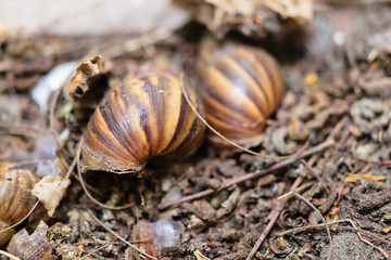 Snail shells that were abandoned in the garden