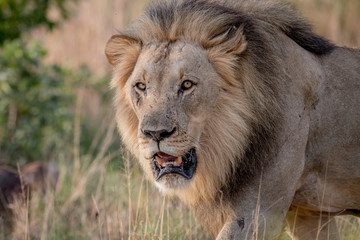 Obraz na płótnie Canvas Big male Lion walking towards the camera.