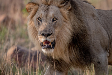 Big male Lion starring at the camera.
