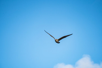 seagull flying in blue sky