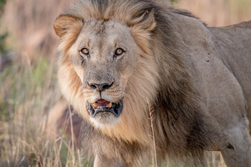 Big male Lion starring at the camera.