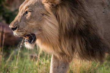 Side profile of a big male Lion.