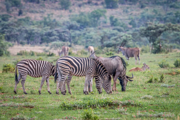 Fototapeta na wymiar Zebras, Blue wildebeests, Elands on a grass plain.
