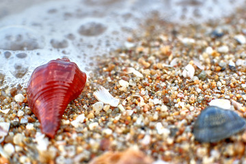 shell on beach