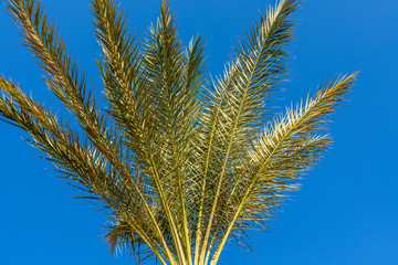 Obraz na płótnie Canvas Green date palm tree against the blue sky