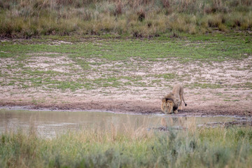 Big male Lion drinking from a water dam.