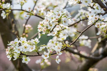 Fototapeta premium Pear blossom tree flowers close-up in spring in LongQuanYi mountains, Chengdu, China