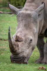 Obraz premium Close up of a White rhino in the grass.