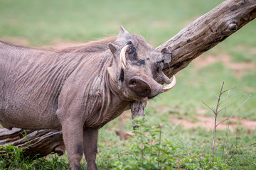 Male Warthog scratching himself on a branch.