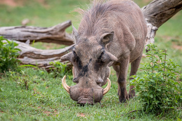 Naklejka na ściany i meble Male Warthog standing in the grass.
