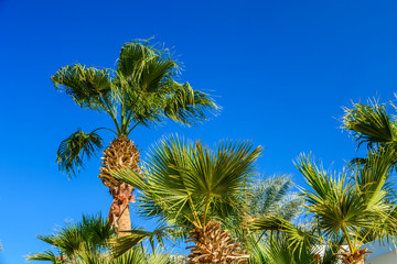 Green sabal palm trees against the blue sky